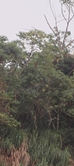 Spilornis cheela