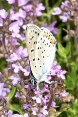 Lycaena alciphron