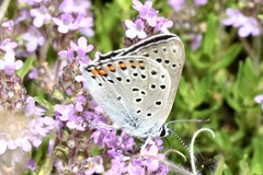 Lycaena alciphron