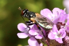 Thecophora