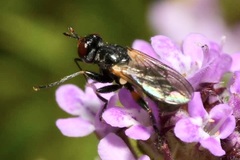 Thecophora