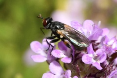 Thecophora