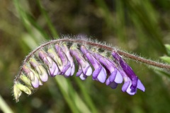 Vicia villosa