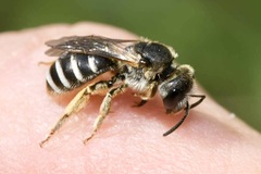 Halictus