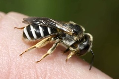Halictus