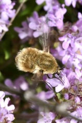 Bombylius posticus