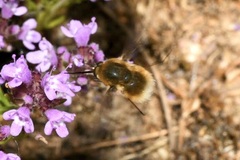 Bombylius posticus