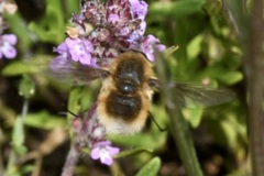 Bombylius posticus