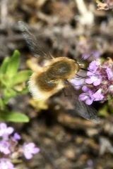 Bombylius posticus
