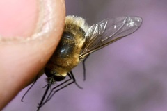 Bombylius posticus