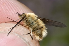 Bombylius posticus