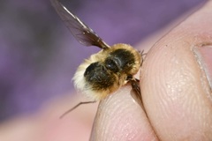 Bombylius posticus