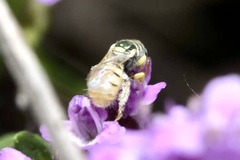 Nomioides minutissimus