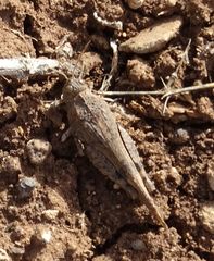 Oedipoda canariensis