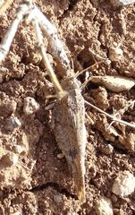 Oedipoda canariensis