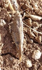 Oedipoda canariensis