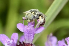 Nomioides minutissimus