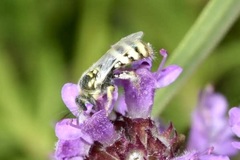 Nomioides minutissimus