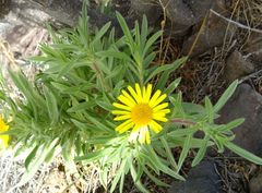 Asteriscus graveolens image