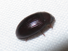 Platydema