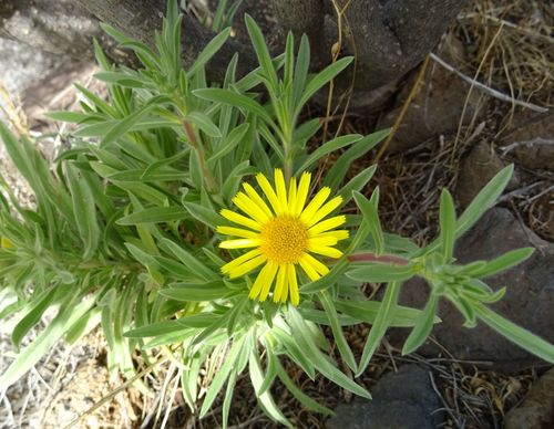 Asteriscus graveolens image