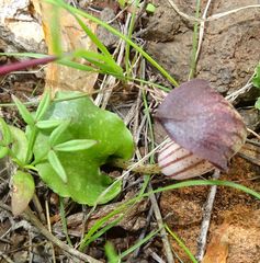 Arisarum