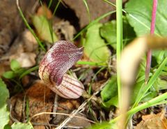 Arisarum