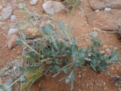 Barleria lichtensteiniana