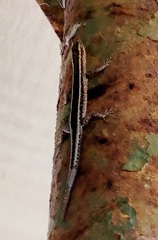 Cryptoblepharus virgatus