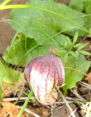 Arisarum