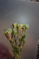 Comesperma retusum