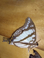 Polyura zoolina