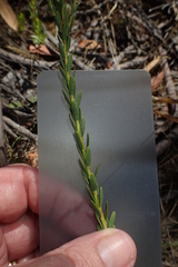Comesperma retusum