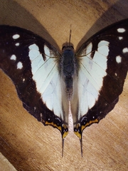 Polyura zoolina