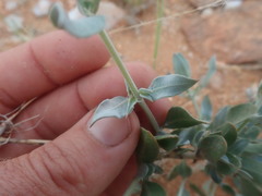 Barleria lichtensteiniana