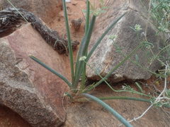 Ledebouria apertiflora