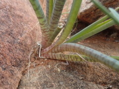 Ledebouria apertiflora