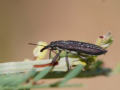 Rhinotia sparsa