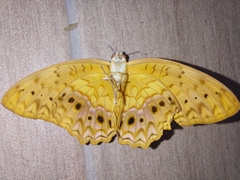 Phalanta eurytis eurytis