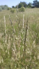 Poaceae