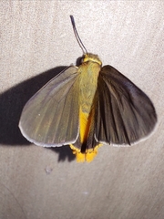 Coeliades sejuncta