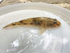Glossogobius