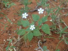 Jamesbrittenia megadenia