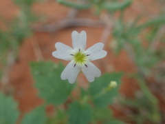 Jamesbrittenia megadenia