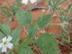 Jamesbrittenia megadenia