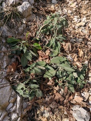Salvia tomentosa
