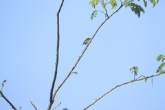 Pogoniulus scolopaceus