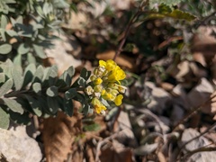 Alyssum trichostachyum