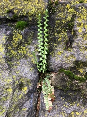 Asplenium platyneuron
