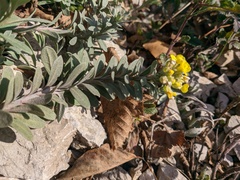 Alyssum trichostachyum